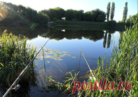 ЛОВЛЯ В СТОЯЧЕЙ ВОДЕ ЛЕТОМ / Богатая добыча