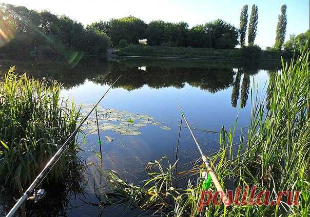 ЛОВЛЯ В СТОЯЧЕЙ ВОДЕ ЛЕТОМ / Богатая добыча