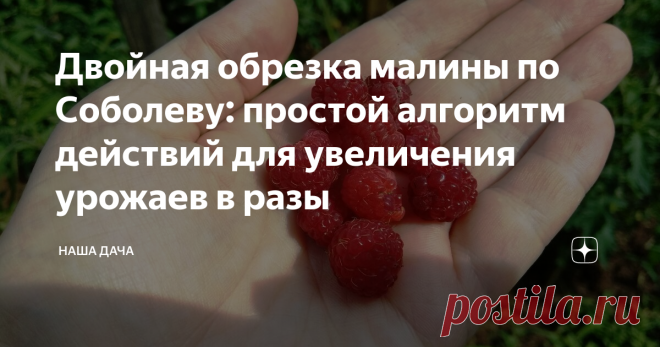 Двойная обрезка малины по Соболеву: простой алгоритм действий для увеличения урожаев в разы Те, кто не слышал про методику выращивания малины по Соболеву, с удивлением и даже неверием относятся к словам дачников, практикующих этот способ. Последние утверждают, что собрать ведро малины с одного куста – вполне реально! Хотите так же? Ничего сложного и страшного в методе нет.
