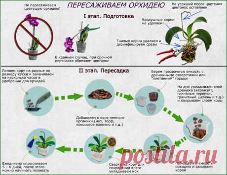 Отцвела Орхидея: что делать со стрелкой