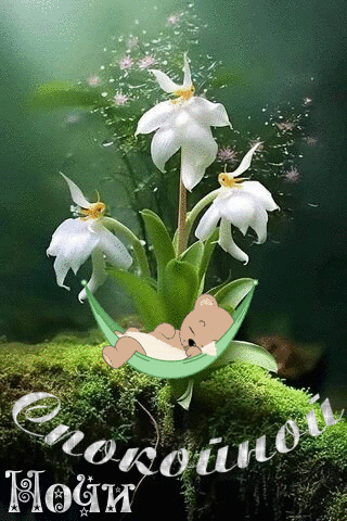 Спокойной ночи