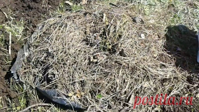 Министерствам лесного хозяйства напрямую запрещено возрождение прежнего райского сада на планете Между опустыниванием и бедностью очень тесные связи. Прессинг бедности не оставляет ни малейшего шанса, и люди вынуждены нещадно использовать ресурсную базу добивая последнее. Планета еще не успела зарости своим естественным одеянием, как люди нещадно противодействовали этой программе...