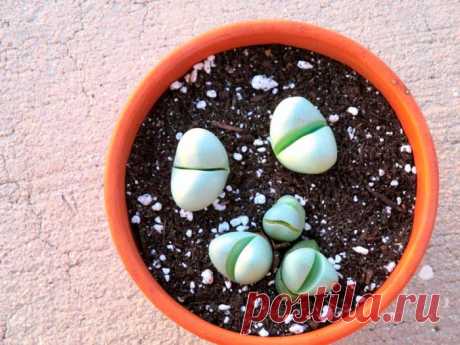 Аргиродерма комнатная