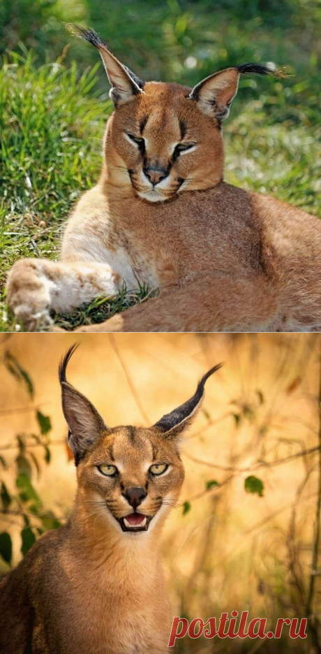 Каракал