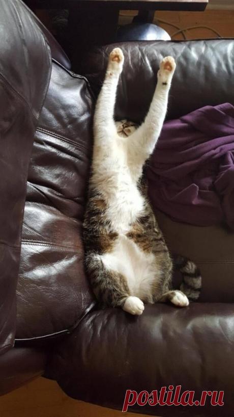 Несколько котиков, которые заснули в самых необычных позах