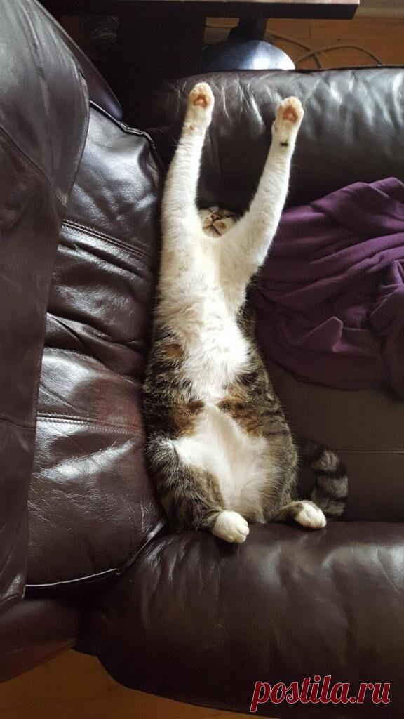 Несколько котиков, которые заснули в самых необычных позах