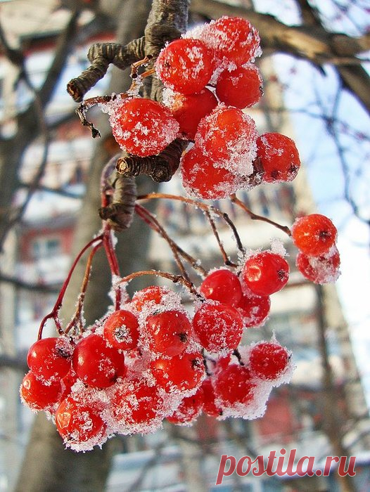 7 масок из рябины.