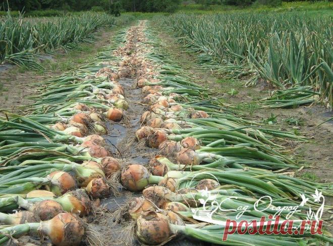 Убирая лук, не забудьте перед его созреванием освободить от почвы верхнюю часть луковиц.