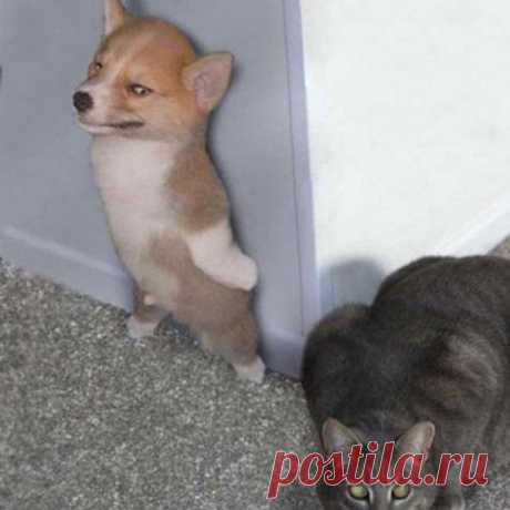 Фото, сделанные в нужный момент )