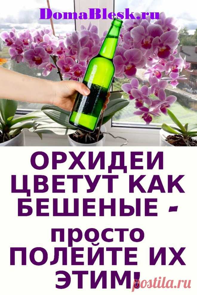 📌ОРХИДЕИ ЦВЕТУТ КАК БЕШЕНЫЕ🌺 Просто ПОЛЕЙТЕ ИХ ЭТИМ!🌺🌺 в 2024 г | Растения, Орхидеи, Выращивание орхидей