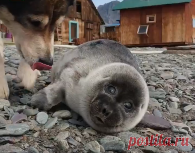 На берегу Байкала собака спасла нерпу, и их дружба — самое милое, что мы видели этим летом . Милая Я