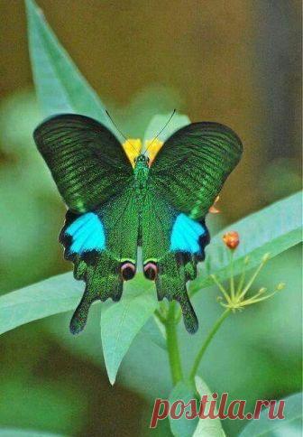 Fantástico Natureza,linda!!!