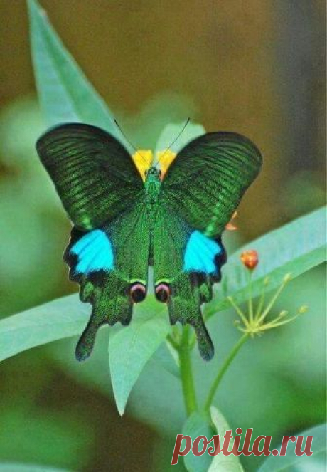 Fantástico Natureza,linda!!!