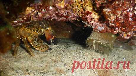 Actinia equina и каменный краб в естественном укрытии (а также попробуй найти бычка :)).