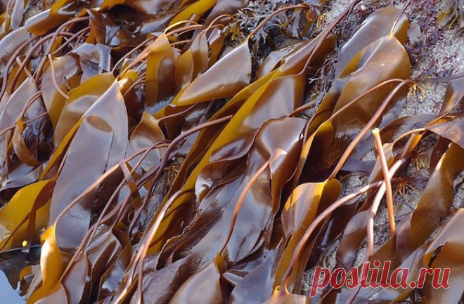 Водоросли от целлюлита: как их можно использовать?