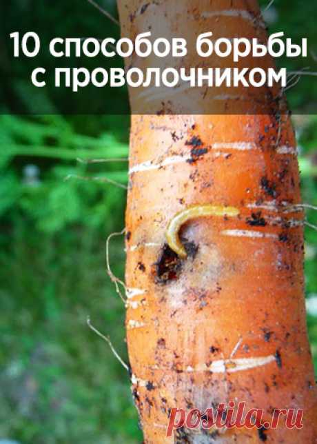 10 способов борьбы с проволочником