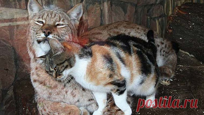 Gato invade jaula de lince em zoológico e eles se tornam grandes amigos Este caso foi registrado no zoológico de São Petesburgo, na Rússia. Uma gata doméstica invadiu a jaula de um lince e, inicialmente, parecia que isto terminaria de forma triste. Mas, diferentemente do que se imaginou,