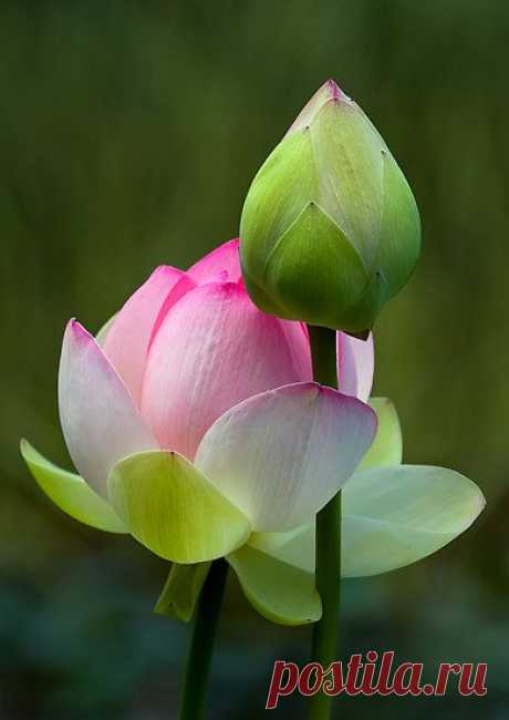 Pink Lotus,  из  classymissmolassy.tumblr.com   |  Pinterest • Всемирный каталог идей