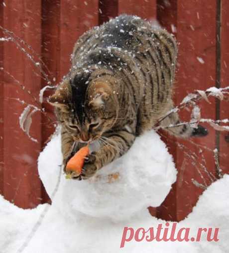 17 котов, которые пытались что-то украсть
