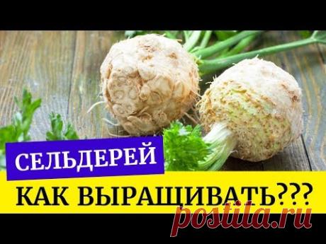 🌱Как вырастить сельдерей корневой? Как пикировать рассаду сельдерея?🌱