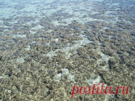 Вот такая чистая вода в Красном море!