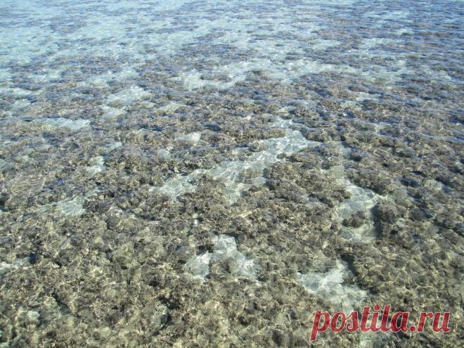 Вот такая чистая вода в Красном море!