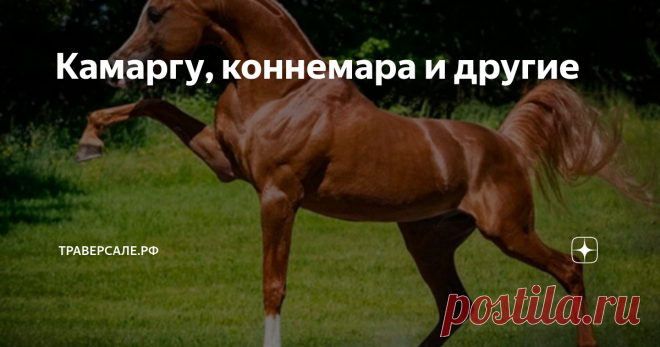 Камаргу, коннемара и другие Малоизвестные породы
Всем привет! Одинаковых лошадей в природе не существует. Они отличаются тем, что...