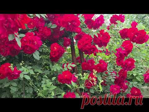 Начинаем весеннюю обработку сада | Розы. Клематисы. Гортензии.