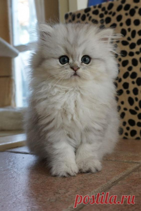 Persian Kitten