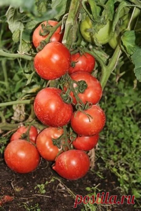 Как выращивать вкусные и целебные томаты, создавая живую почву в теплице / томаты / 7dach.ru