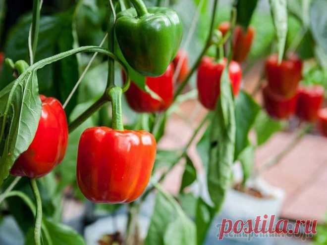 Болгарский перец: с чем рядом можно и нельзя сажать в теплице