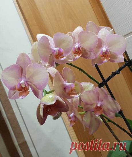 Вы не узнаете свои орхидеи. Рецепт чесночной воды для полива орхидей | MyFlowersDream.ru | Яндекс Дзен