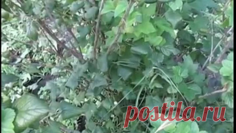 СМОРОДИНА. Летняя обрезка смородины.