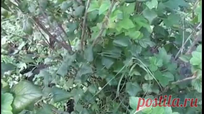 СМОРОДИНА. Летняя обрезка смородины.