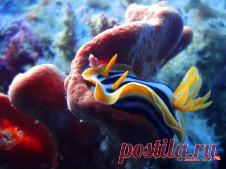 Дайвинг в Хургаде | Фотогалерея | Обитатели Красного моря | Голожаберный моллюск