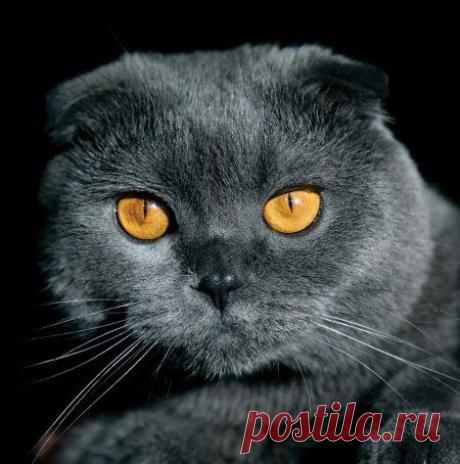 Милые, любимые, домашние.... / Питомцы