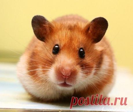 постила о домашних животных: 39 тыс изображений найдено в Яндекс.Картинках