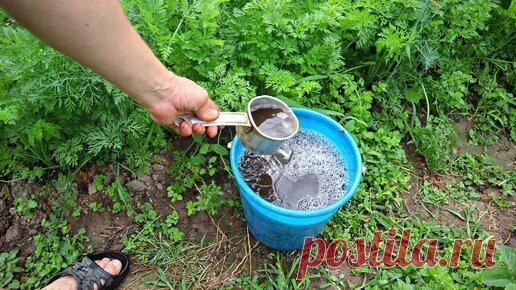 Морковка всегда отменная, крупная, сладкая, нету белизны внутри после такой подкормки. Внесите в июле-августе. | Сад огород life | Дзен