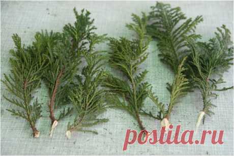 ВЫРАЩИВАЕМ ТУЮ ИЗ ЧЕРЕНКА

В настоящее время в ландшафтном дизайне стало очень модно использовать хвойные растения. Они не прихотливы, вечно зеленые: круглый год на участке стоят зеленые красавицы и красавцы. Есть один минус: туя - дерево не из дешевых и многим оно не по карману. Цены колеблются от нескольких сот до нескольких тысяч рублей в зависимости от сорта и возраста растения.
Показать полностью…