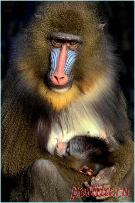 fotofreddy:
“ A day at the zoo. Mandril with baby
”