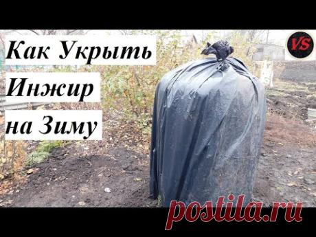Как Укрыть Инжир на Зиму