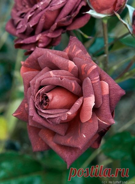 "Striped Jocelyn" Rose