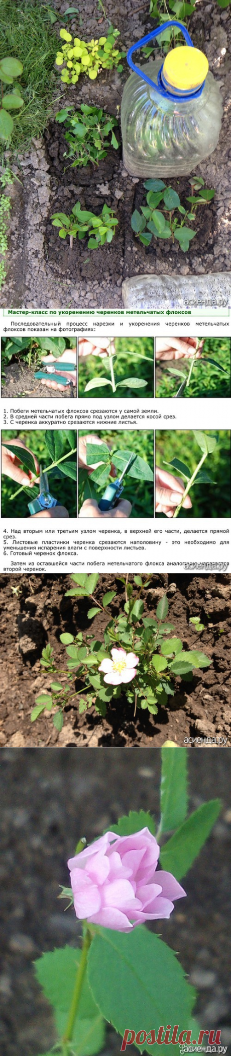 Кукарача филмз presents- как я черенкую все, что попадает под секатор: Дневник пользователя кукарача56