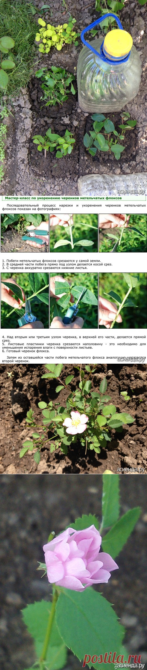 Кукарача филмз presents- как я черенкую все, что попадает под секатор: Дневник пользователя кукарача56