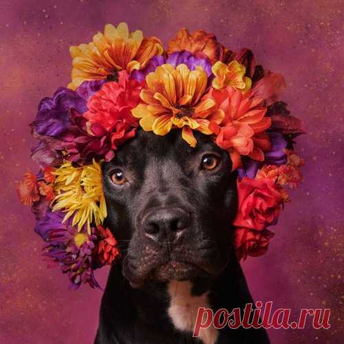 Фотопроект Софи Гамон, спасший жизни более 140 питбулей