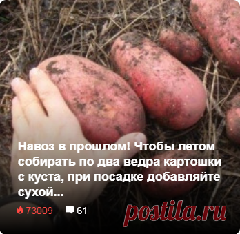 Навоз в прошлом! Чтобы летом собирать по два ведра картошки с куста, при посадке добавляйте сухой...