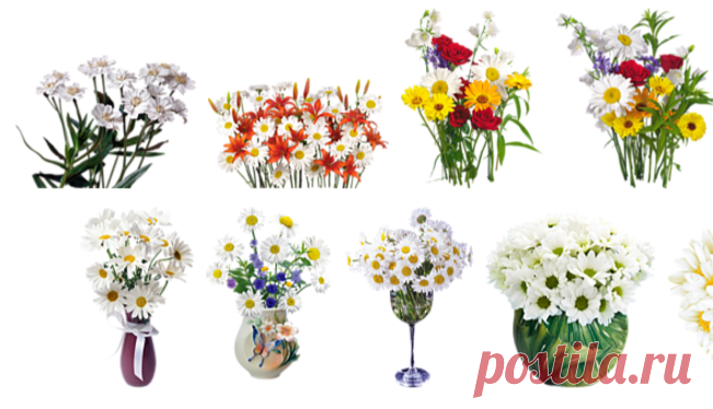 Клипарты на прозрачном фоне / ромашки