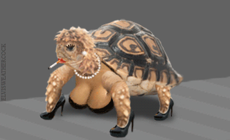 tartoiseXC.gif (332×202)