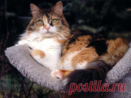 Шикарная кошка в своей ложе