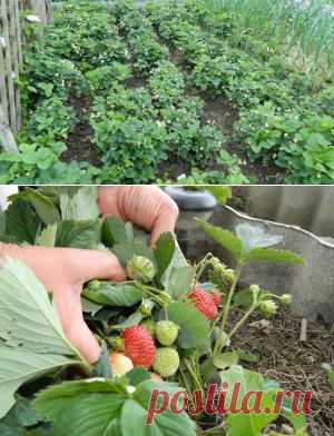 Выращивание земляники. Мульча для земляники | Креативные идеи - для дома, для сада, вязание, шитье, описание моделей